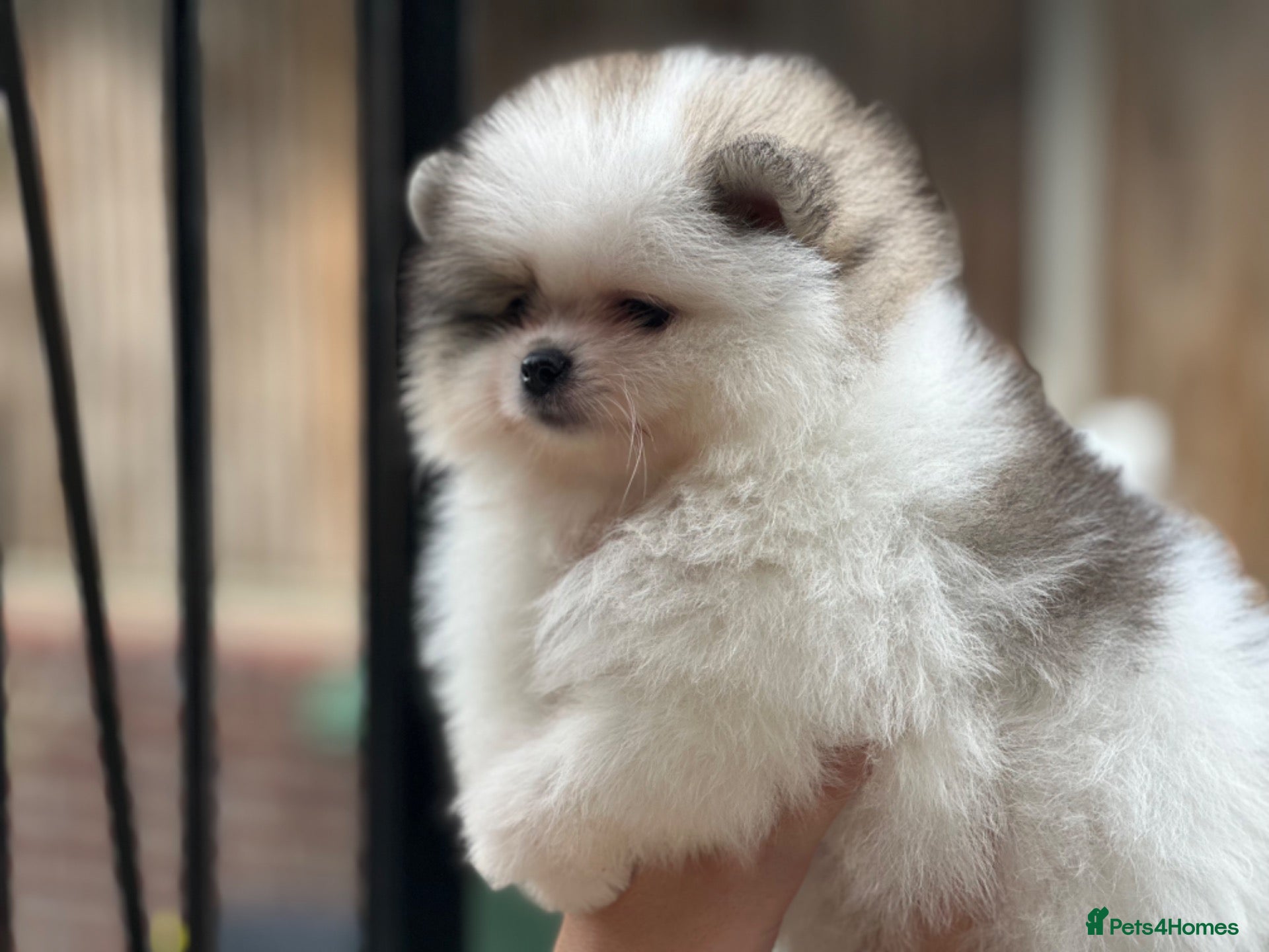 Pomeranian dogs Double coated true to type Pomeranians  - Advert 1