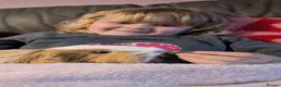 Guinea Pig rodents for sale: 2 male guinea pigs, Coco and Chino in Stoke-on-Trent - Advert 2