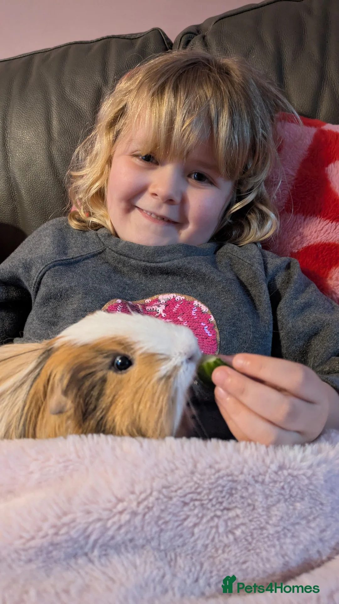 Guinea Pig rodents for sale: 2 male guinea pigs, Coco and Chino in Stoke-on-Trent - Advert 2