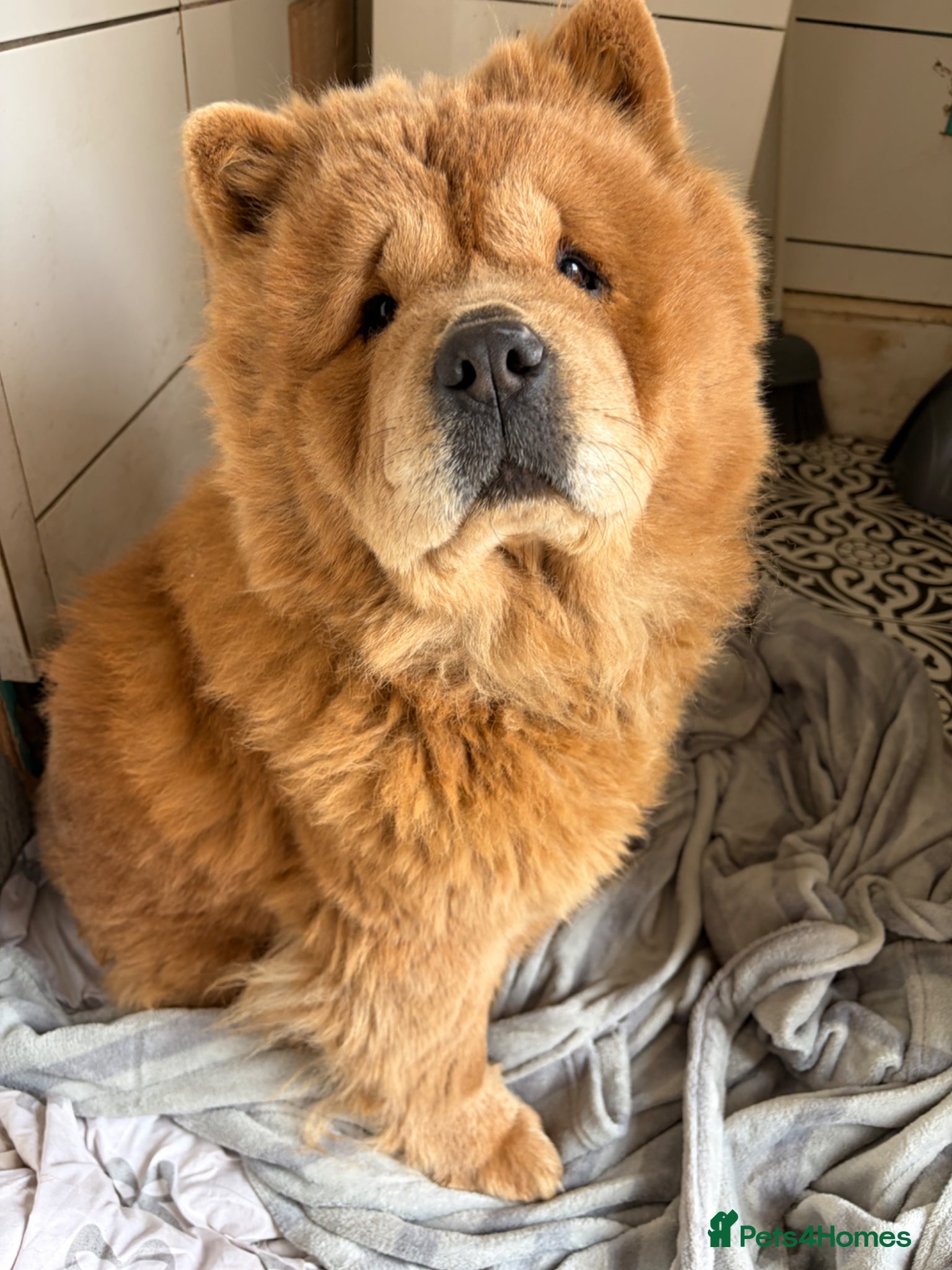 Chow Chow dogs for sale: Chow chow puppy  - Advert 1