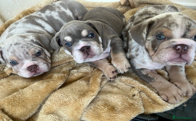 English Bulldog dogs - Advert 8