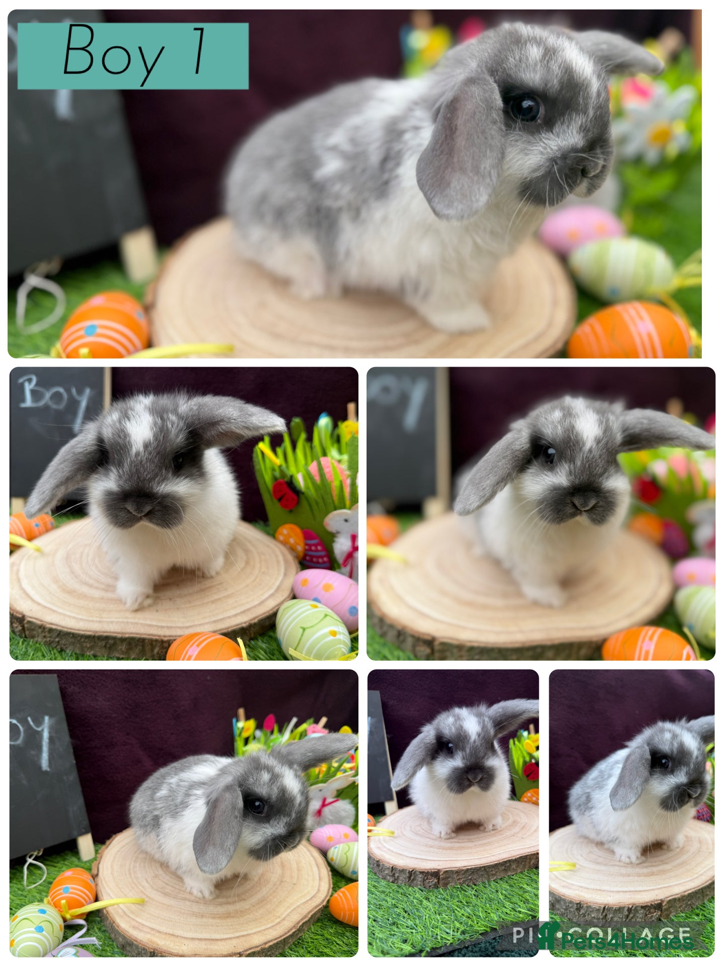 Mini Lop rabbits X3 Mini lop boys available  - Advert 2