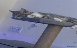 Domestic Shorthair cats for sale: Lovely Grey & White Kitten – Friendly & Playful - Image 4