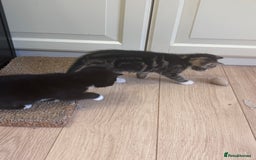 Mixed Breed cats for sale: Kittens seeking 5⭐️ forever homes - Image 12