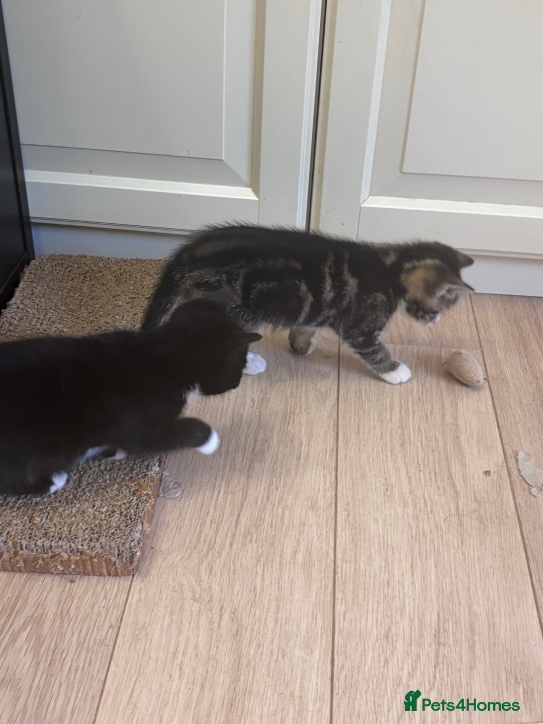 Mixed Breed cats for sale: Kittens seeking 5⭐️ forever homes - Image 12