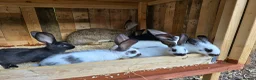 Mixed Breed rabbits for sale: Giant Papillon  - Advert 3