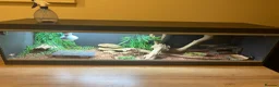 Bearded Dragon reptiles for sale: Red bearded dragon and vivarium  in Huddersfield - Advert 4