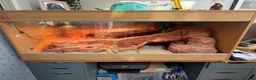 Bearded Dragon reptiles for sale: Bob the bearded dragon - Advert 4