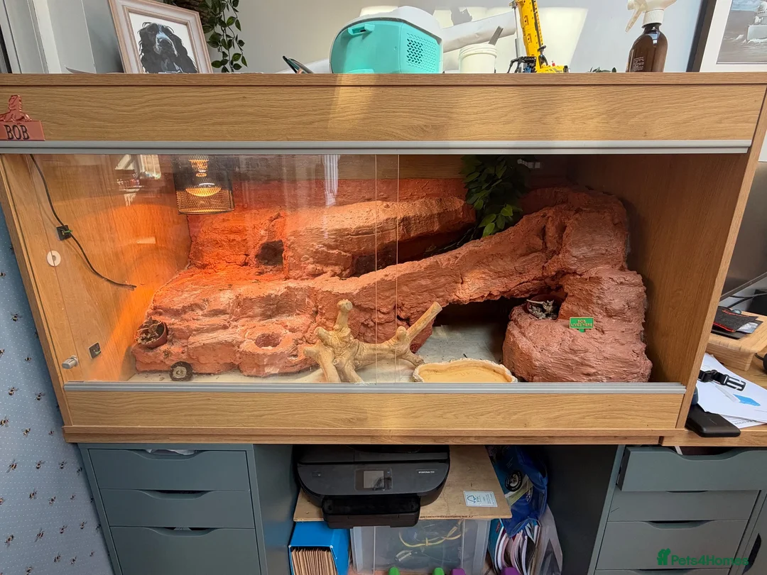 Bearded Dragon reptiles for sale: Bob the bearded dragon - Advert 4