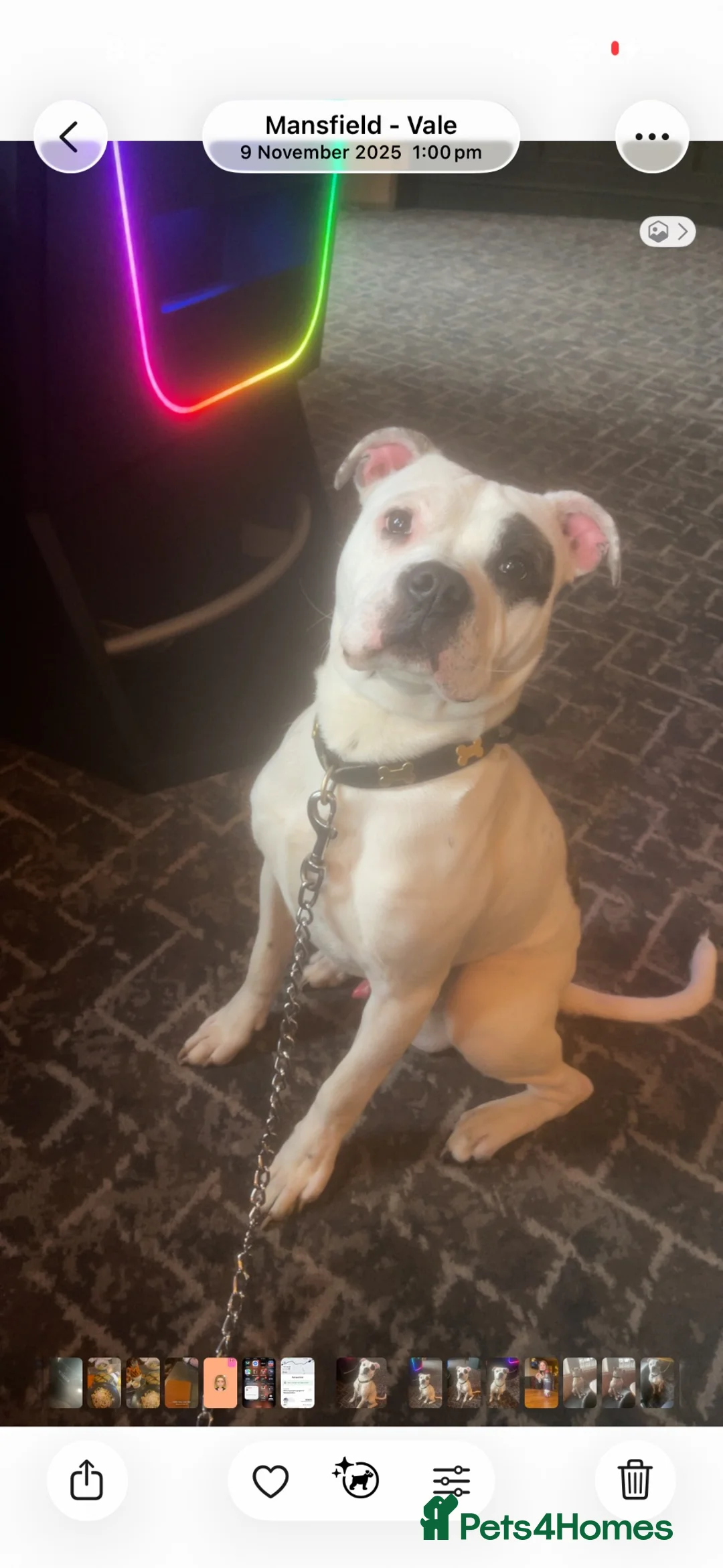 Old Tyme Bulldog dogs for sale: 18 month old staffy - Advert 1