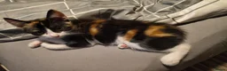 Domestic Shorthair cats for sale: 5 beautiful lovely kittens 🐾🐾 in Boston - Advert 17