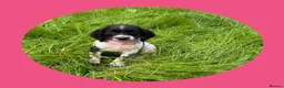 English Springer Spaniel dogs for sale: KC Registered English Springer Spaniel Puppies  - Advert 3