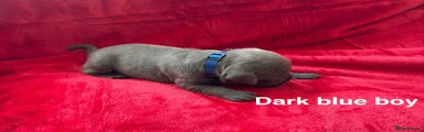 Staffordshire Bull Terrier 1