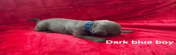 Staffordshire Bull Terrier dogs for sale: 8 stunning Stafford bull terrier puppies - Advert 25