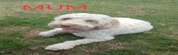 Cockapoo dogs for sale: Gorgeous F2b cockapoo puppies  in Corsham - Advert 1