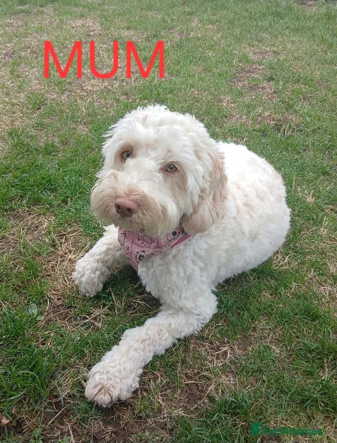 Cockapoo dogs for sale: Gorgeous F2b cockapoo puppies  in Corsham - Advert 1