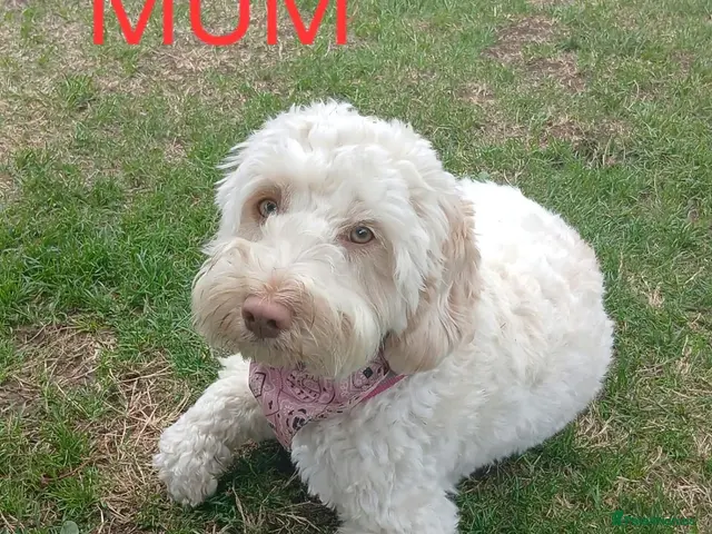 Cockapoo dogs for sale: Stunning F2b Male cockapoo puppies - Advert 10
