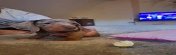Dachshund dogs for sale: 3 beauifil dachshund puppys  - Advert 8