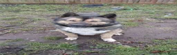 Mixed Breed dogs for sale: akita german shepherd husky cross for rehousing in Birmingham - Advert 1
