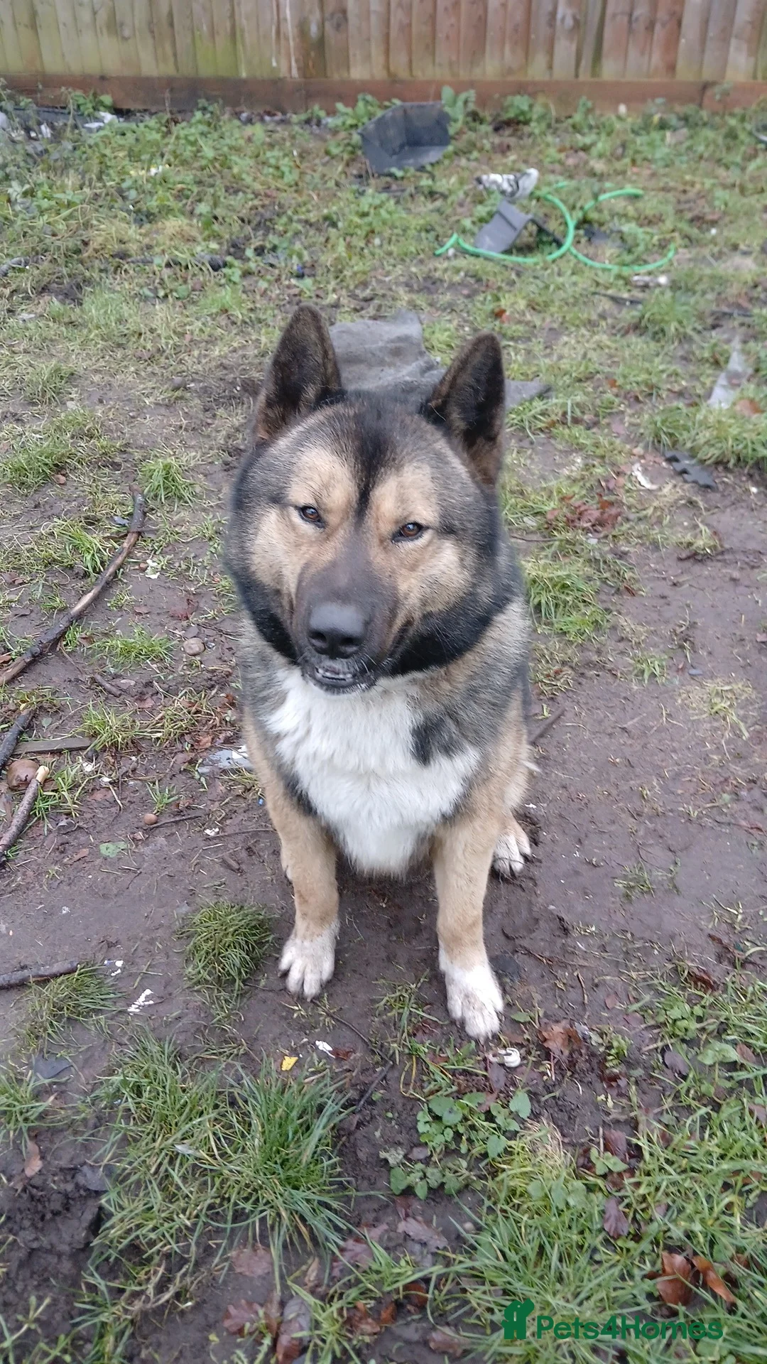 Mixed Breed dogs for sale: akita german shepherd husky cross for rehousing in Birmingham - Advert 1