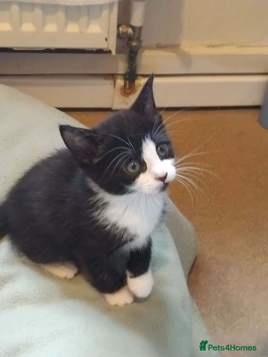 Mixed Breed cats for sale: Lovely Bengal x kittens for sale. - Advert 19