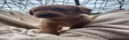 Labrador Retriever dogs for sale: Fox Red Labrador Puppy’s for Sale - Advert 5
