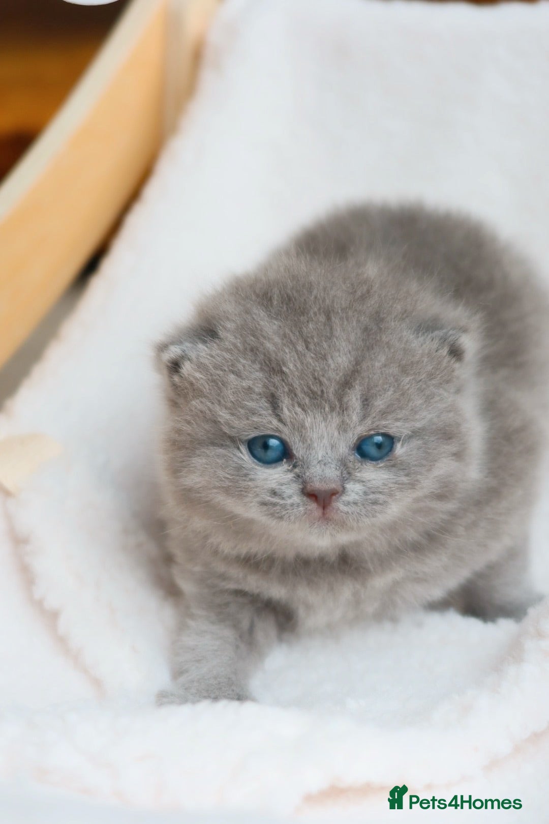 British Shorthair cats Stunning British Shorthair Blue Kittens - Licensed - Advert 1