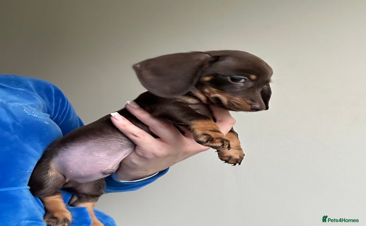 Miniature Dachshund dogs - Advert 5