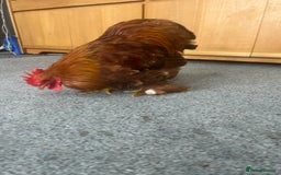 Chickens poultry for sale: Bantam cockerel looking for loving home!  - Image 4