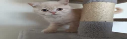British Shorthair cats for sale: GCCF registered cream and lilac BSH - Advert 16