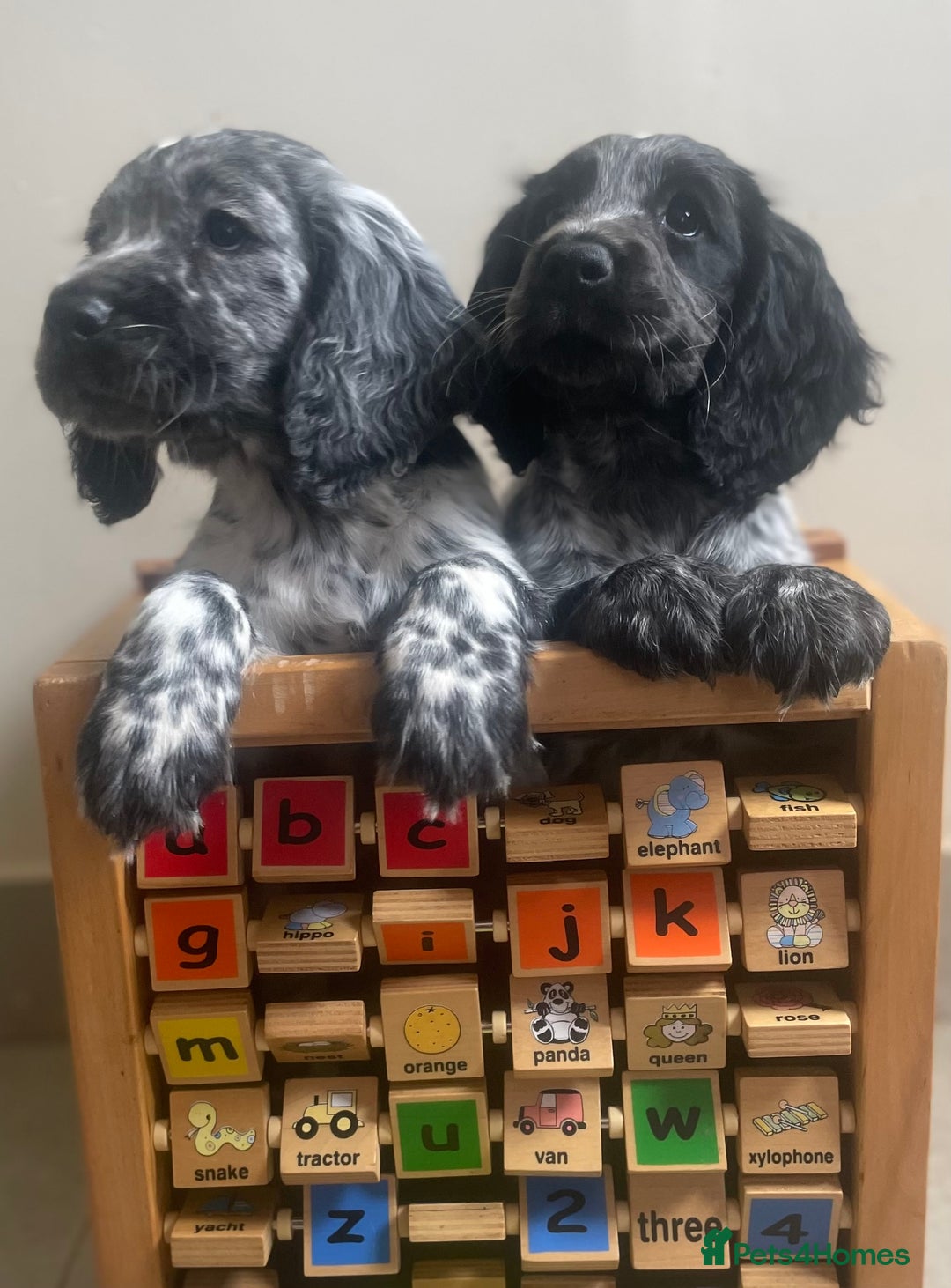 Cocker Spaniel dogs for sale:  2 Beautiful working cocker spaniel pups for sale. - Image 6