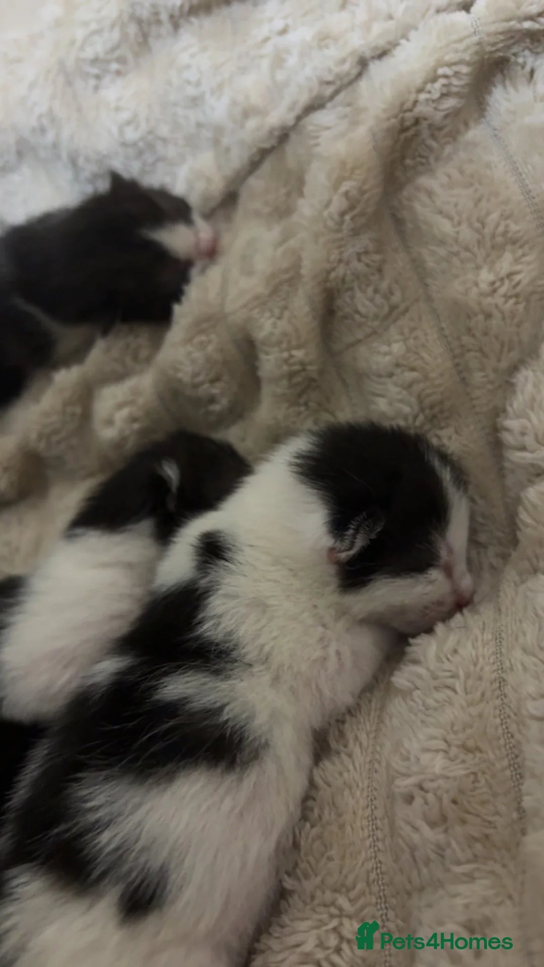 Mixed Breed cats for sale: Beautiful kittens🤍 - Advert 16