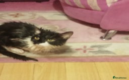 British Shorthair cats for sale: White and black female and male cats - Image 26