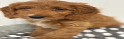 Cavapoo dogs for sale: F1 Cavapoo Puppies in Glasgow - Advert 3