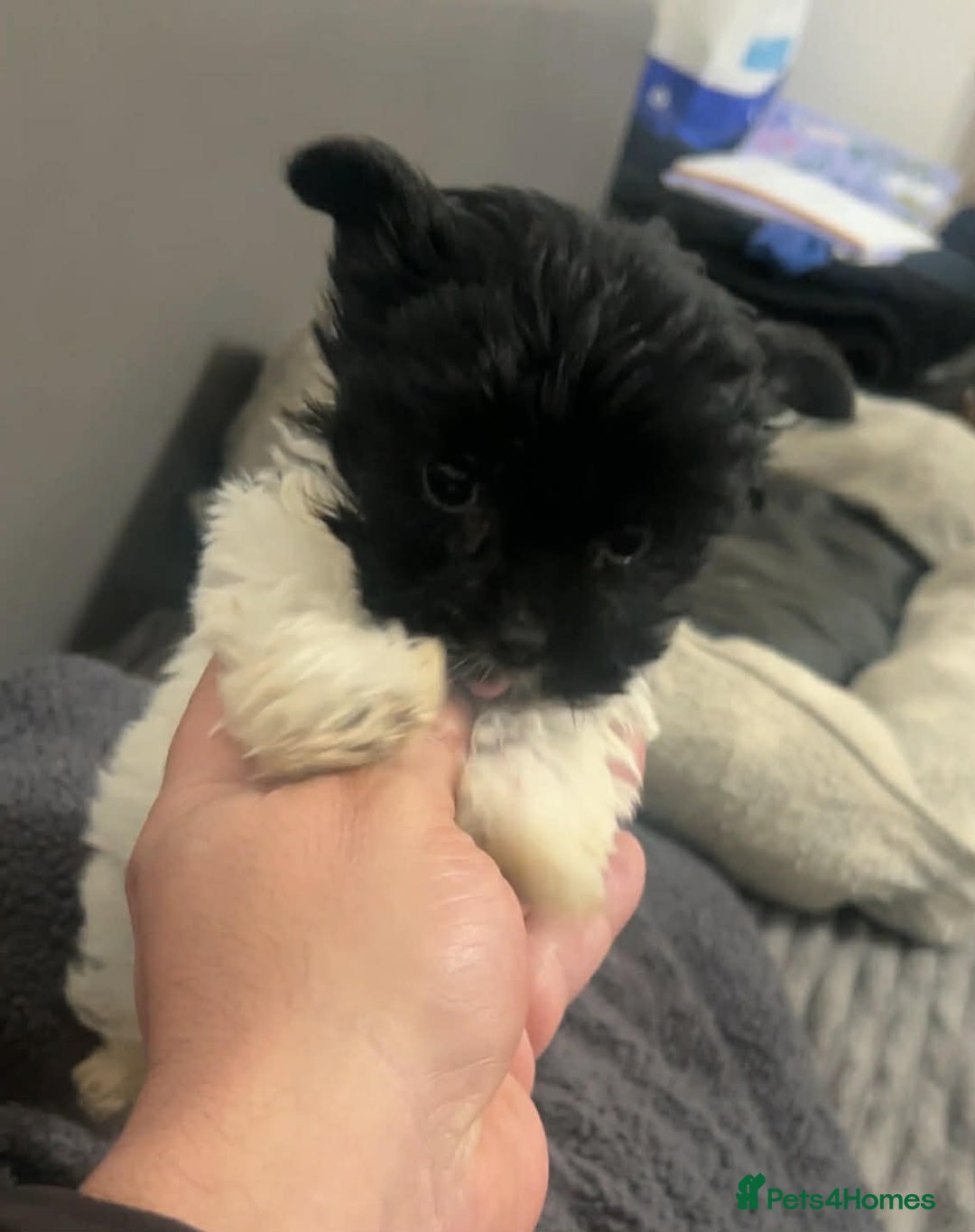 Biewer Terrier dogs for sale: Beautiful biewer terrier puppies for sale - Advert 4