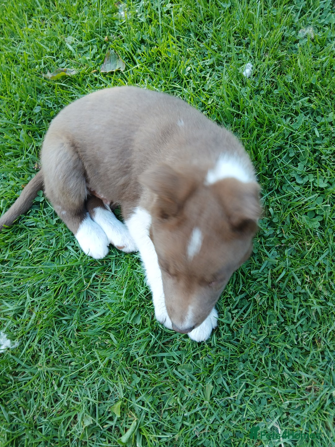 Border Collie dogs for sale: 5 border collie puppies for sale in Builth Wells - Image 4