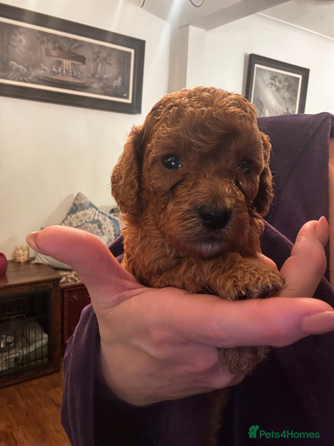 Miniature Poodle dogs for sale: KC Miniature Poodles- Bred for your family…   - Advert 14