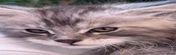 Maine Coon cats for sale: Pedigree Maine Coon Kittens from the Shaded line  - Advert 4