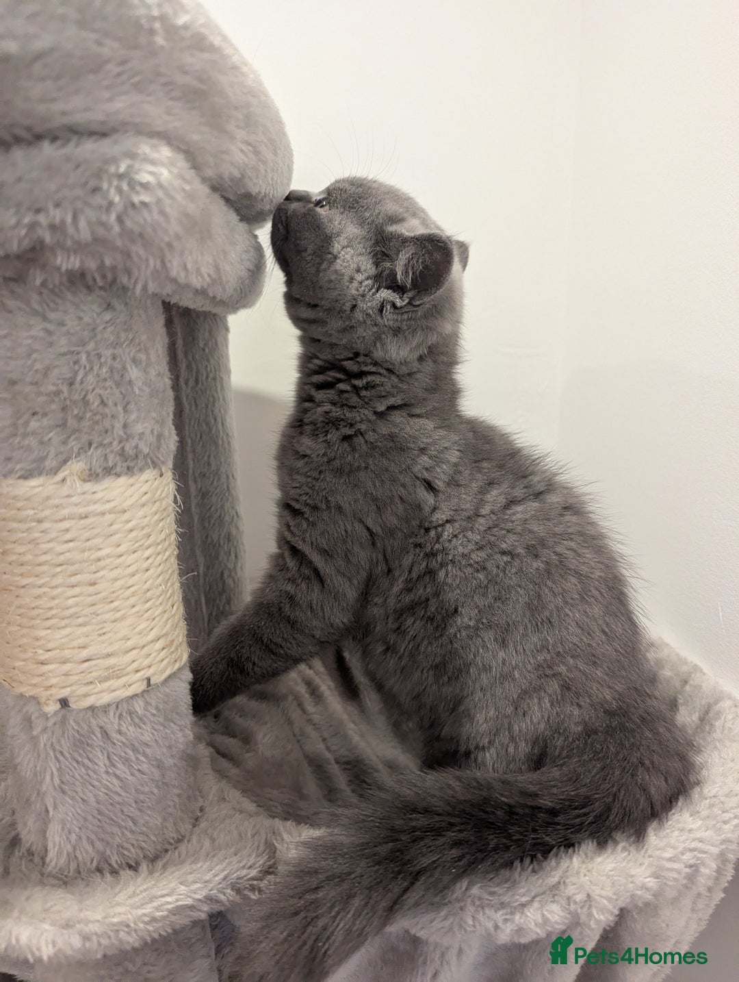 British Shorthair cats for sale: REDUCED LAST 4 REMAINING! TICA BRITISH SHORTHAIRS - Image 10