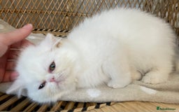 Exotic cats for sale: ❤️Stunning Exotic Shorthair & Longhair Kittens❤️  - Image 28