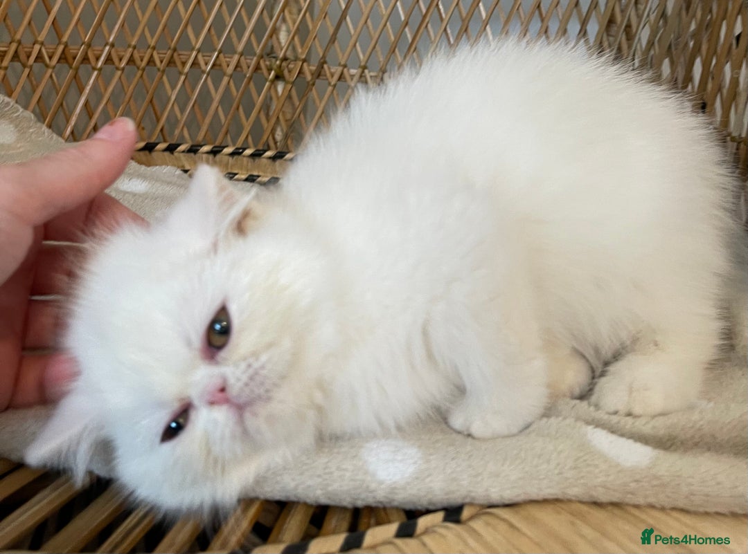 Exotic cats for sale: ❤️Stunning Exotic Shorthair & Longhair Kittens❤️  - Image 28