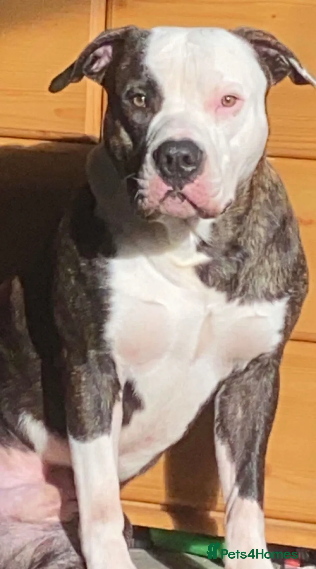 Mixed Breed dogs for sale: Last boy looking for his forever home  - Advert 2