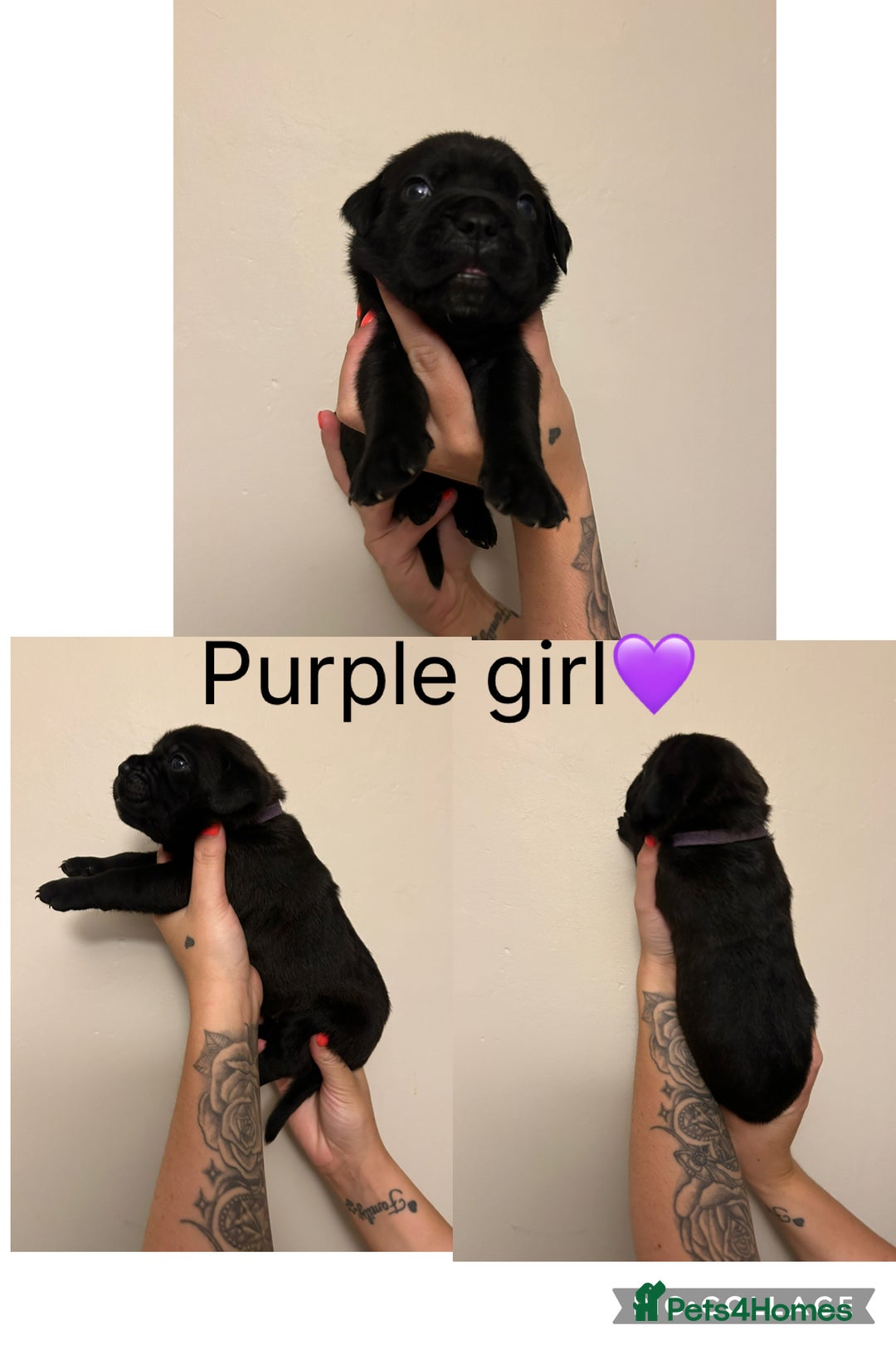 Cane Corso dogs for sale: Cane corso puppies  - Image 3