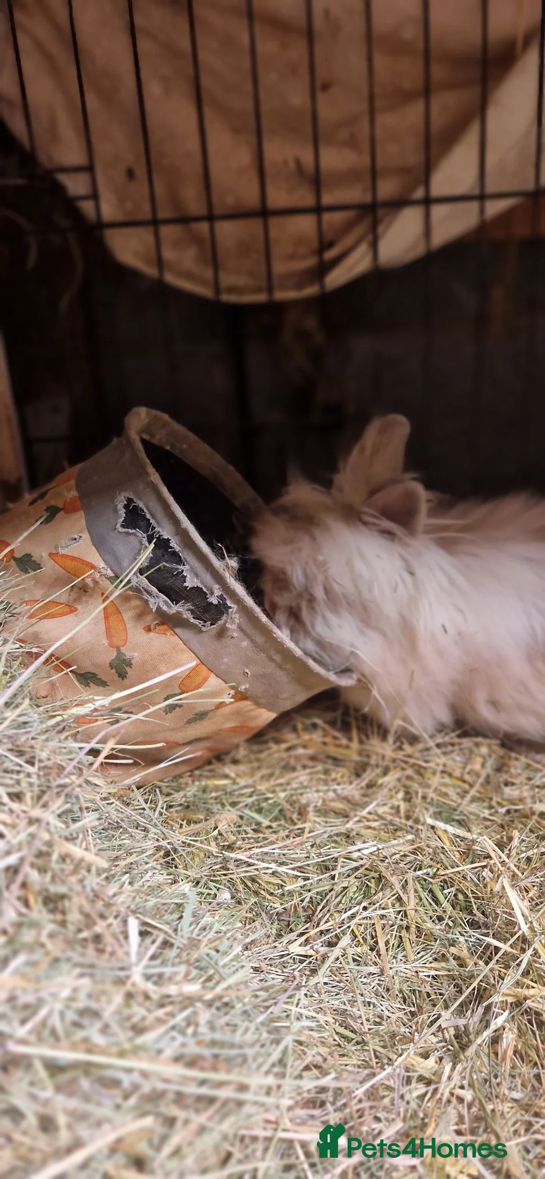 Lionhead rabbits for sale: Purebred double maned super fluffy lionhead girls - Advert 2