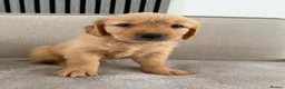 Golden Retriever dogs for sale: Golden retriever puppies  - Advert 11