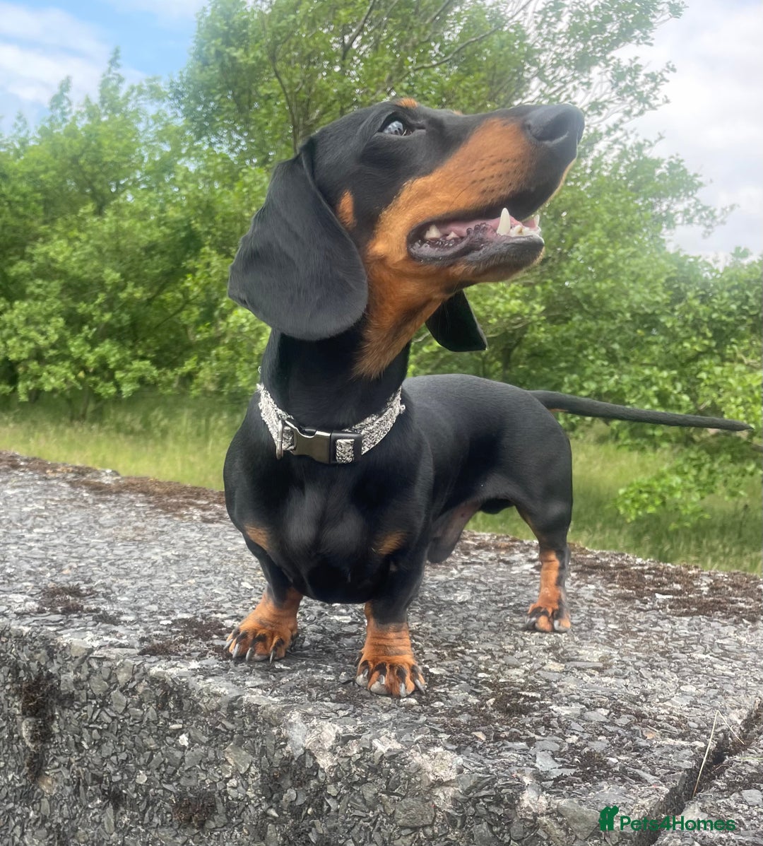 Miniature Dachshund dogs for stud: Miniature Dachshund for stud  in Keighley - Advert 2