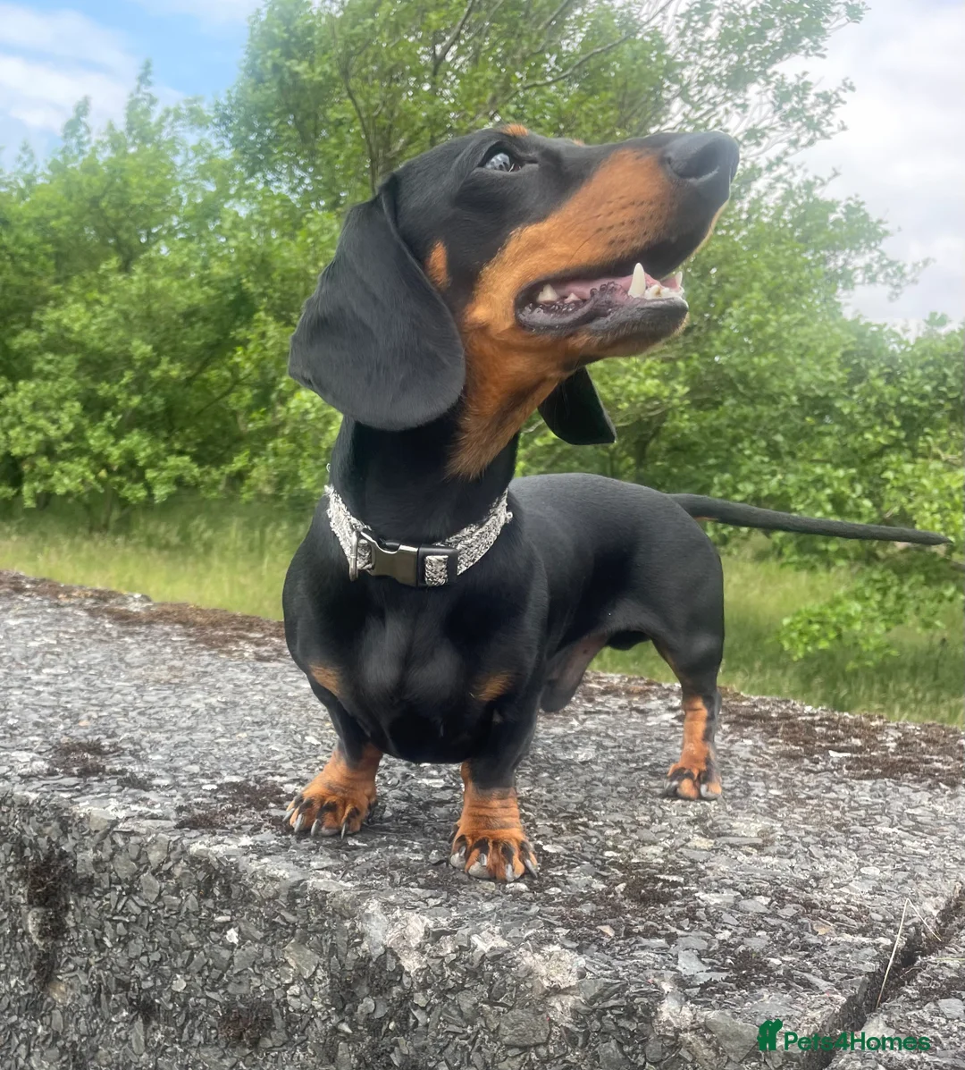 Miniature Dachshund dogs for stud: Miniature Dachshund for stud  in Keighley - Advert 2