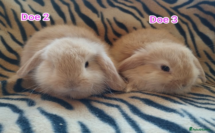 Mini Lop rabbits Ready to leave from the 12th November! 🥰 - Advert 8
