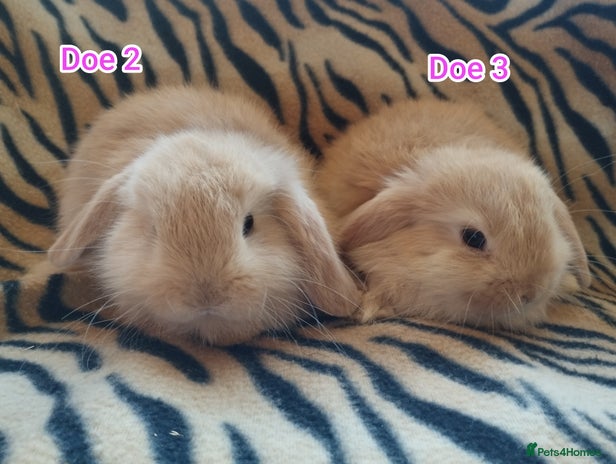 Mini Lop rabbits Ready to leave from the 12th November! 🥰 - Advert 6