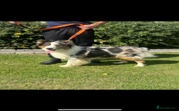 Australian Shepherd dogs for sale: 5 KC registered Australian Shepard puppies - Image 24